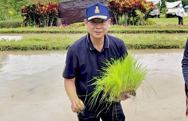 กำแพงเพชร จัดกิจกรรม &ldquo;ปลูกข้าววันแม่ เกี่ยวข้าววันพ่อ&rdquo; น้อมรำลึกในพระมหากรุณาธิคุณ สมเด็จพระบรมราชชนนีพันปีหลวง และพระบรมชนกาธิเบศร มหาภูมิพลอดุลยเดชมหาราช บรมนาถบพิตร